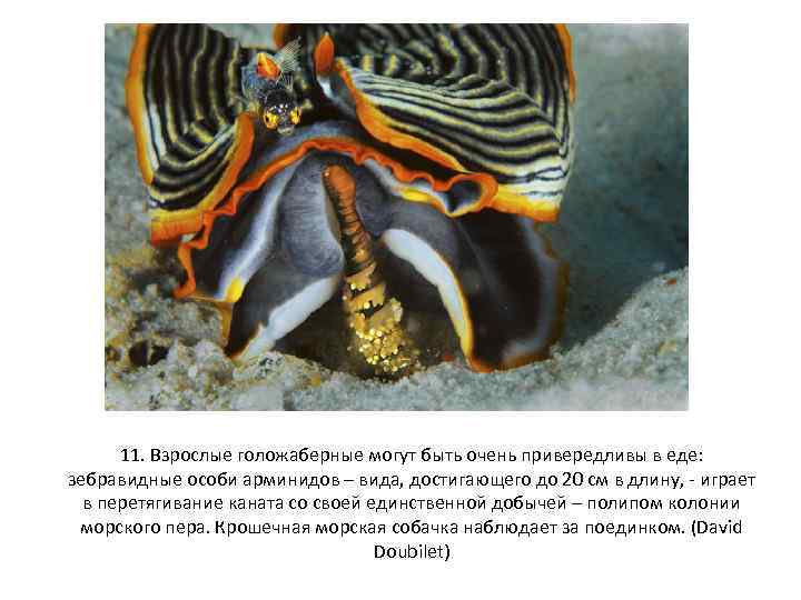 11. Взрослые голожаберные могут быть очень привередливы в еде: зебравидные особи арминидов – вида,