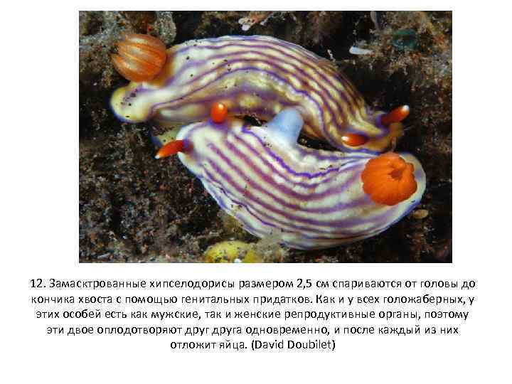 12. Замасктрованные хипселодорисы размером 2, 5 см спариваются от головы до кончика хвоста с