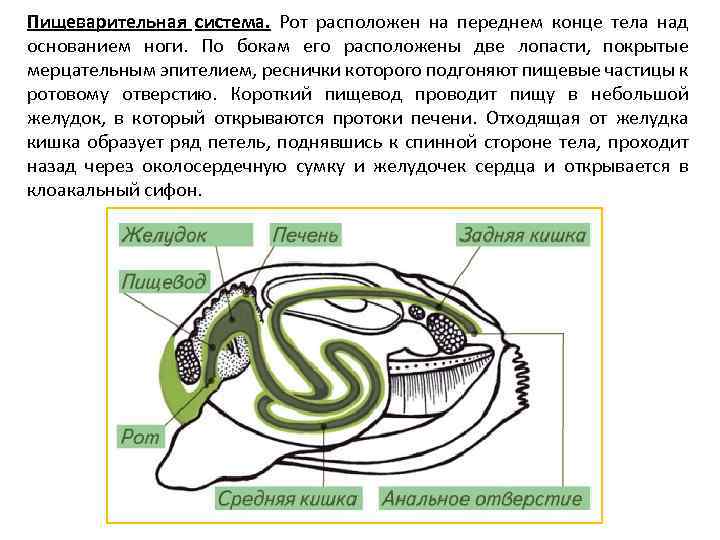 Системы двустворчатых моллюсков. Двустворчатые моллюски пищеварительная система. Пищеварительная система двустворчатых моллюсков. Класс двустворчатые пищеварительная система. Строение пищеварительной системы двустворчатых моллюсков.