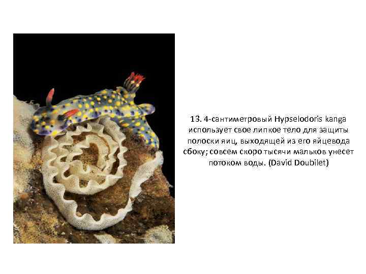 13. 4 -сантиметровый Hypselodoris kanga использует свое липкое тело для защиты полоски яиц, выходящей