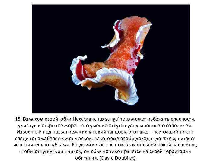 15. Взмахом своей юбки Hexabranchus sanguineus может избежать опасности, улизнув в открытое море –