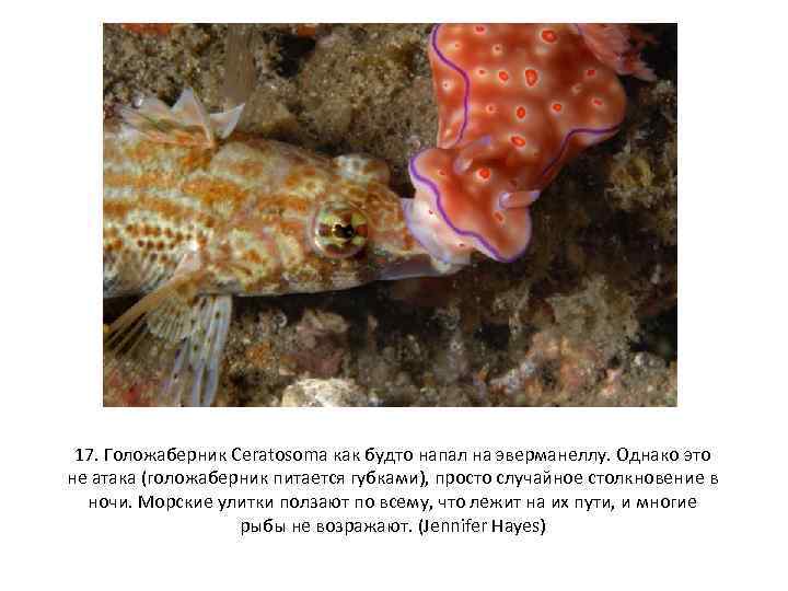 17. Голожаберник Ceratosoma как будто напал на эверманеллу. Однако это не атака (голожаберник питается