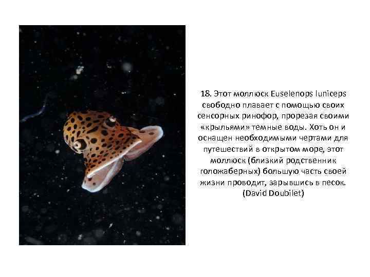 18. Этот моллюск Euselenops luniceps свободно плавает с помощью своих сенсорных ринофор, прорезая своими