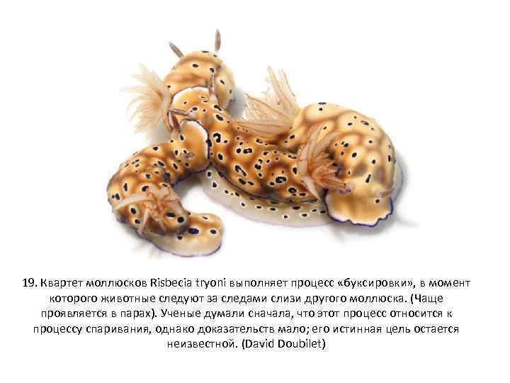19. Квартет моллюсков Risbecia tryoni выполняет процесс «буксировки» , в момент которого животные следуют