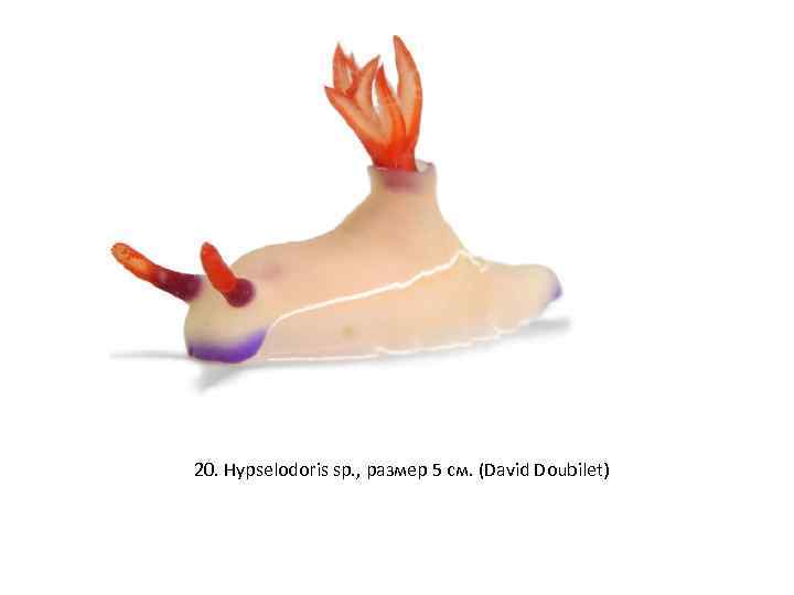 20. Hypselodoris sp. , размер 5 см. (David Doubilet) 