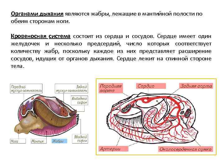 Полость тела моллюсков вторичная. Органы мантийной полости. Кровеносная система моллюсков. Сердце моллюсков. Органы мантийной полости мидии.