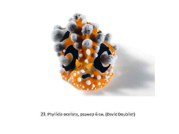 23. Phyllidia ocellata, размер 6 см. (David Doubilet) 