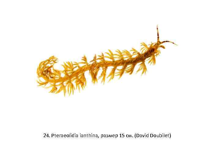 24. Pteraeolidia ianthina, размер 15 см. (David Doubilet) 
