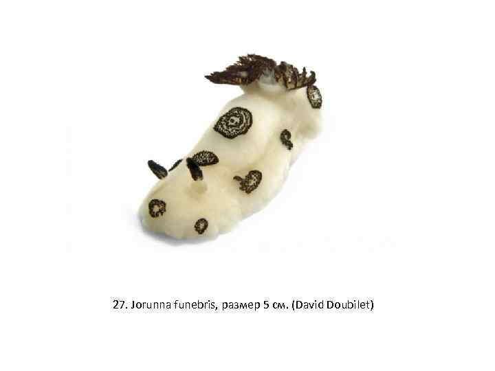 27. Jorunna funebris, размер 5 см. (David Doubilet) 