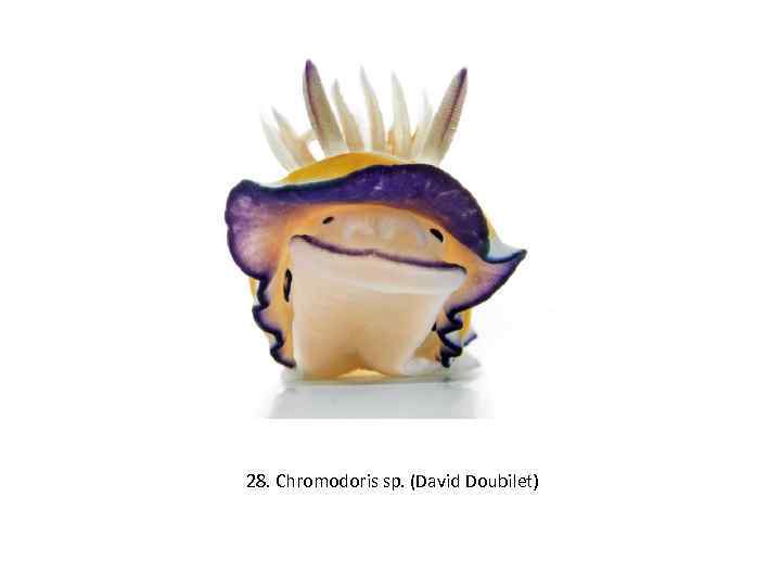 28. Chromodoris sp. (David Doubilet) 