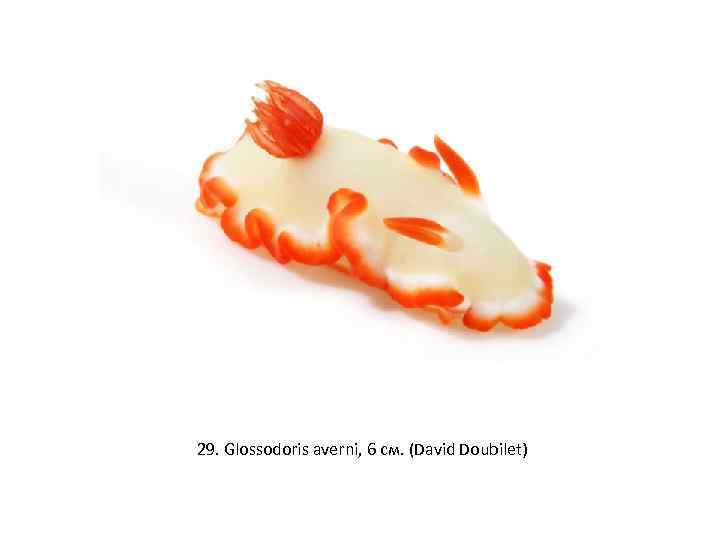 29. Glossodoris averni, 6 см. (David Doubilet) 