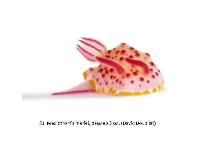 31. Mexichromis mariei, размер 3 см. (David Doubilet) 