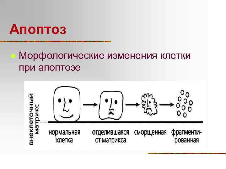 Апоптоз n Морфологические изменения клетки при апоптозе 