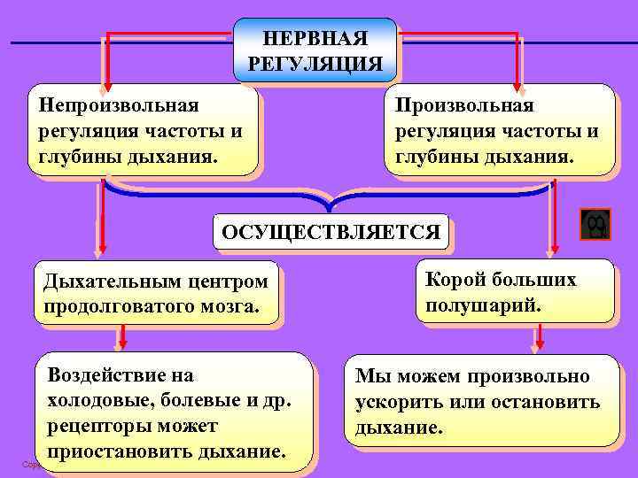 НЕРВНАЯ РЕГУЛЯЦИЯ Непроизвольная регуляция частоты и глубины дыхания. Произвольная регуляция частоты и глубины дыхания.