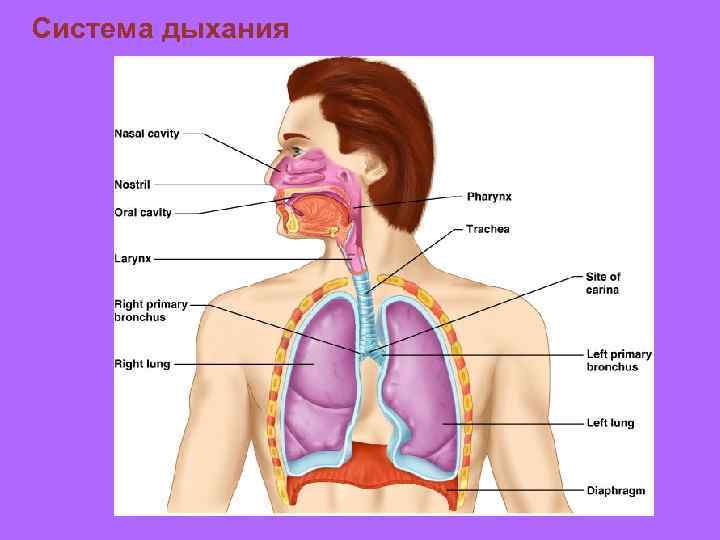 Система дыхания 