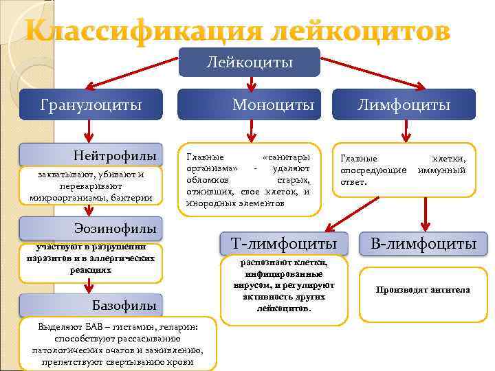 Классификация лейкоцитов Лейкоциты Гранулоциты Нейтрофилы захватывают, убивают и переваривают микроорганизмы, бактерии Моноциты Главные «санитары