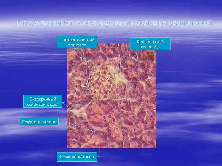 Тот же препарат. Участок дольки ( большое увеличение) Панкреатический островок Экзокринный концевой отдел Гомогенная
