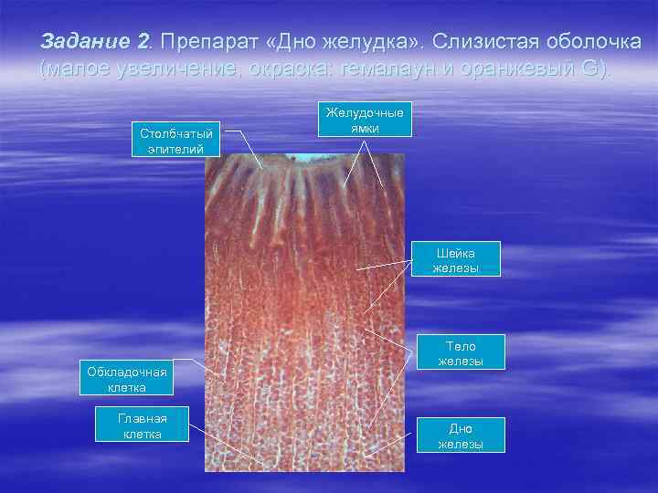 Задание 2. Препарат «Дно желудка» . Слизистая оболочка (малое увеличение, окраска: гемалаун и оранжевый