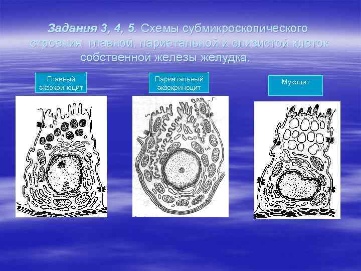 Задания 3, 4, 5. Схемы субмикроскопического строения главной, париетальной и слизистой клеток собственной железы
