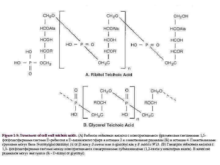 Figure 2 -9. Structures of cell wall teichoic acids. (A) Рибитол тейхоевая кислота с