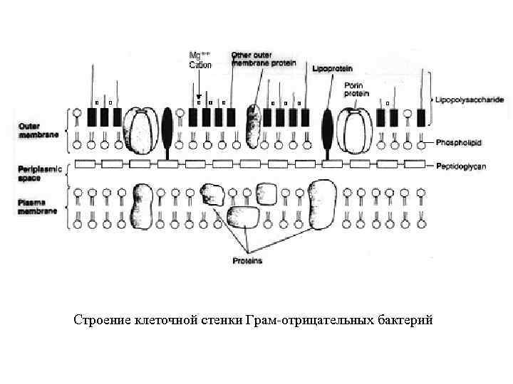 Строение клеточной стенки Грам-отрицательных бактерий 