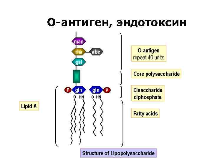 О-антиген, эндотоксин 