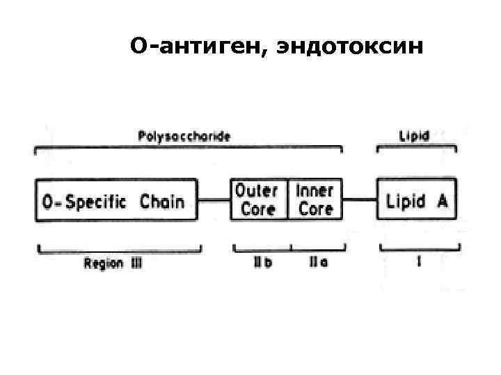 О-антиген, эндотоксин • 