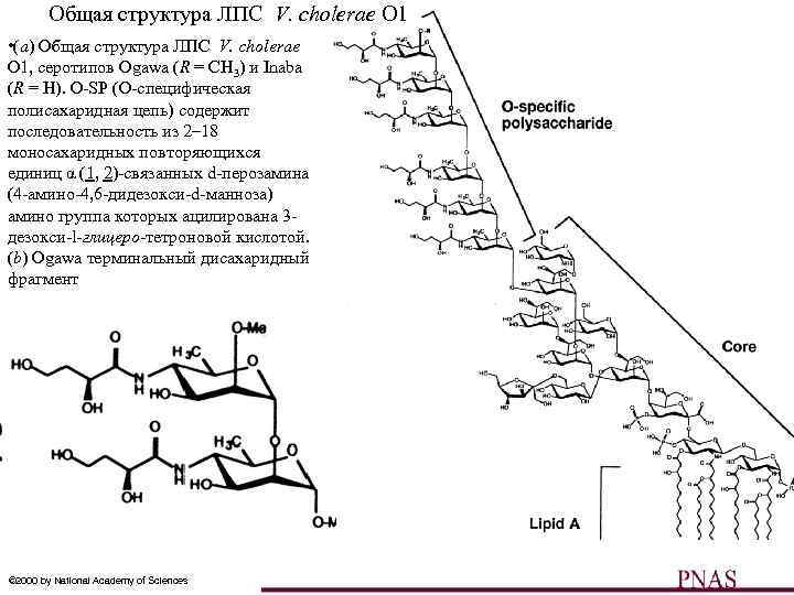 Общая структура ЛПС V. cholerae O 1 • (a) Общая структура ЛПС V. cholerae