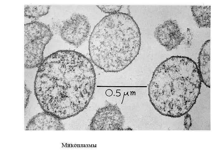 Микоплазмы 