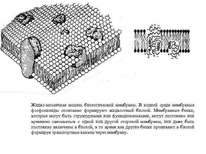 Жидкостно мозаичная модель мембраны