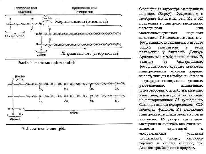 Жирная кислота (олеиновая) Жирная кислота (стеариновая) Обобщенная структура мембранных липидов. (Вврху). Фосфолипид в мембране