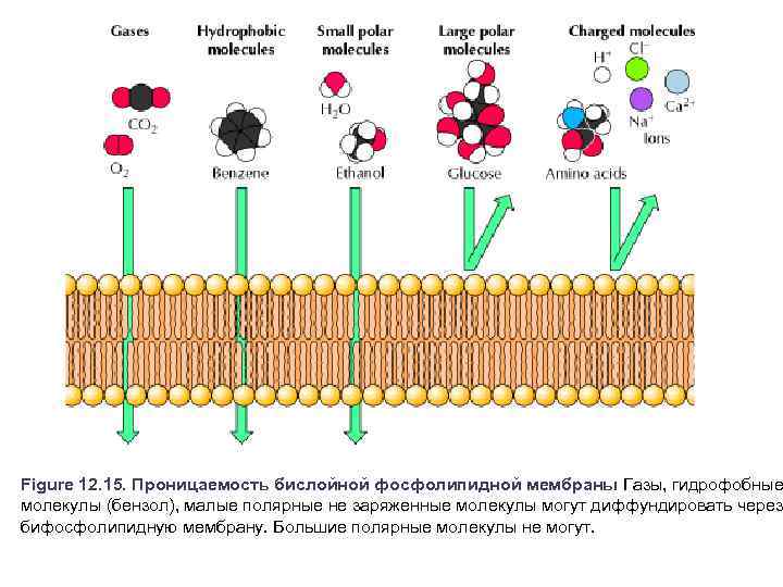 Figure 12. 15. Проницаемость бислойной фосфолипидной мембраны Газы, гидрофобные молекулы (бензол), малые полярные не