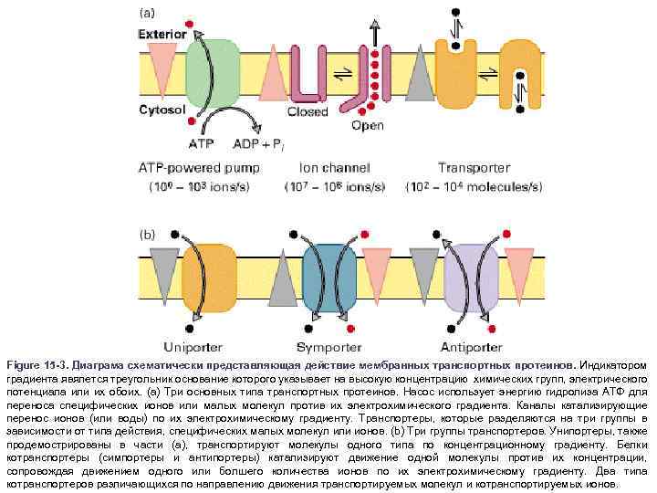 Figure 15 -3. Диаграма схематически представляющая действие мембранных транспортных протеинов. Индикатором градиента явялется треугольник