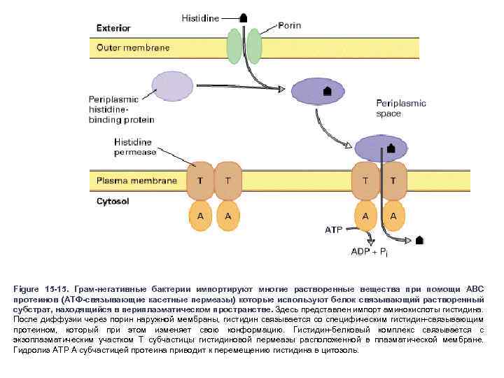 Figure 15 -15. Грам-негативные бактерии импортируют многие растворенные вещества при помощи ABC протеинов (АТФ-связывающие