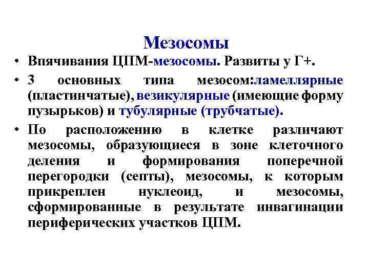 Мезосомы • Впячивания ЦПМ-мезосомы. Развиты у Г+. • 3 основных типа мезосом: ламеллярные (пластинчатые),