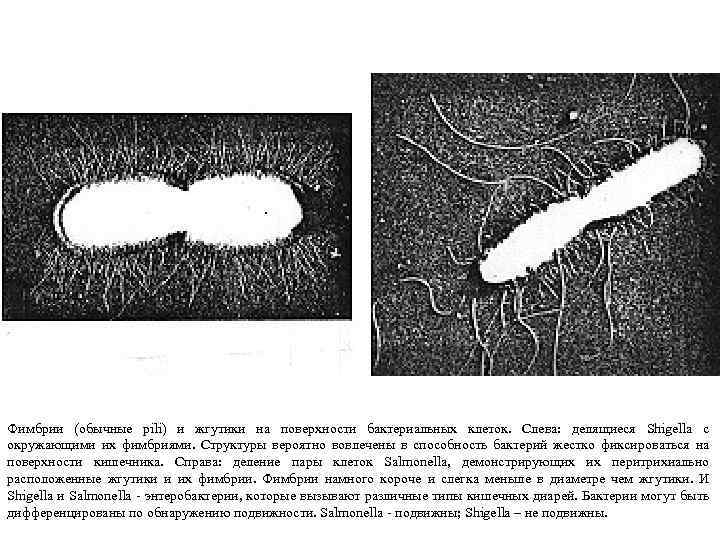 Фимбрии (обычные pili) и жгутики на поверхности бактериальных клеток. Слева: делящиеся Shigella с окружающими