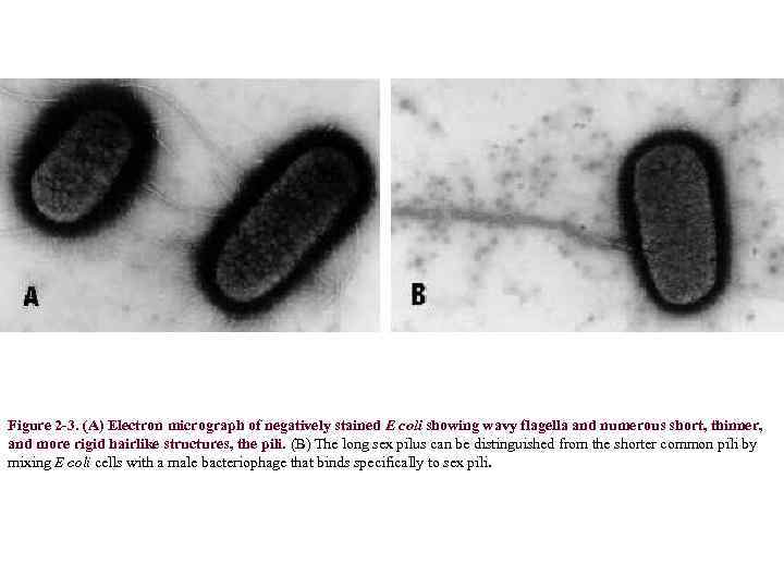 Figure 2 -3. (A) Electron micrograph of negatively stained E coli showing wavy flagella