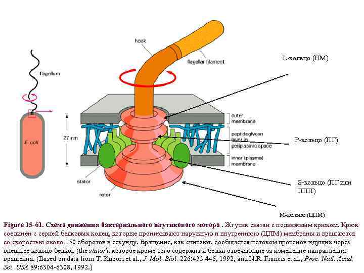 L-кольцо (НМ) P-кольцо (ПГ) S-кольцо (ПГ или ППП) M-кольцо (ЦПМ) Figure 15 -61. Схема