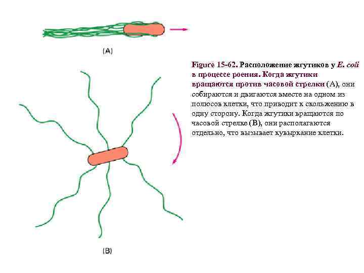 Figure 15 -62. Расположение жгутиков у E. coli в процессе роения. Когда жгутики вращаются