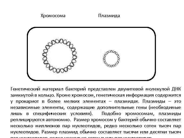 Хромосома Плазмида Генетический материал бактерий представлен двунитевой молекулой ДНК замкнутой в кольцо. Кроме хромосом,