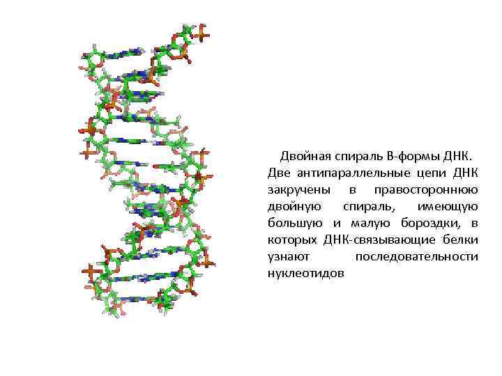 Двойная спираль В-формы ДНК. Две антипараллельные цепи ДНК закручены в правостороннюю двойную спираль, имеющую