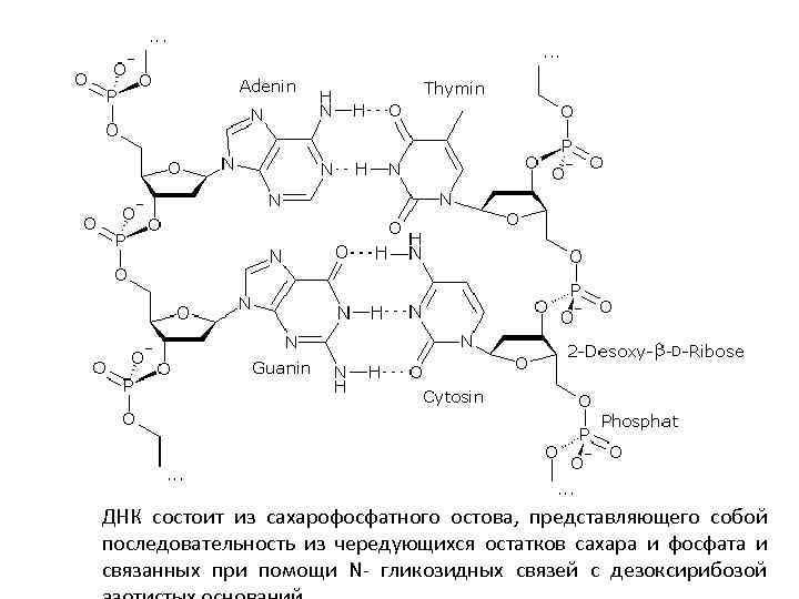 ДНК состоит из сахарофосфатного остова, представляющего собой последовательность из чередующихся остатков сахара и фосфата