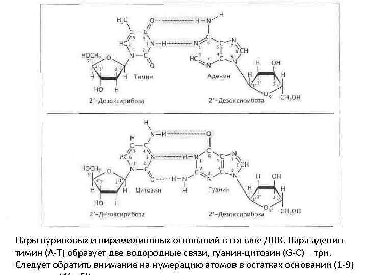 Содержание цитозина в днк. Номенклатура пуриновых и пиримидиновых. Аденин Тимин нумерация. Пурин нумерация атомов. Пара аденин Тимин.