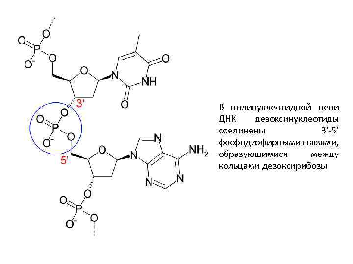 Полинуклеотидная цепь. Дезоксинуклеотиды. Дидезоксинуклеотиды это. Дидезоксинуклеозидтрифосфаты – это:. Дидезоксинукдеозтд трифосфат.