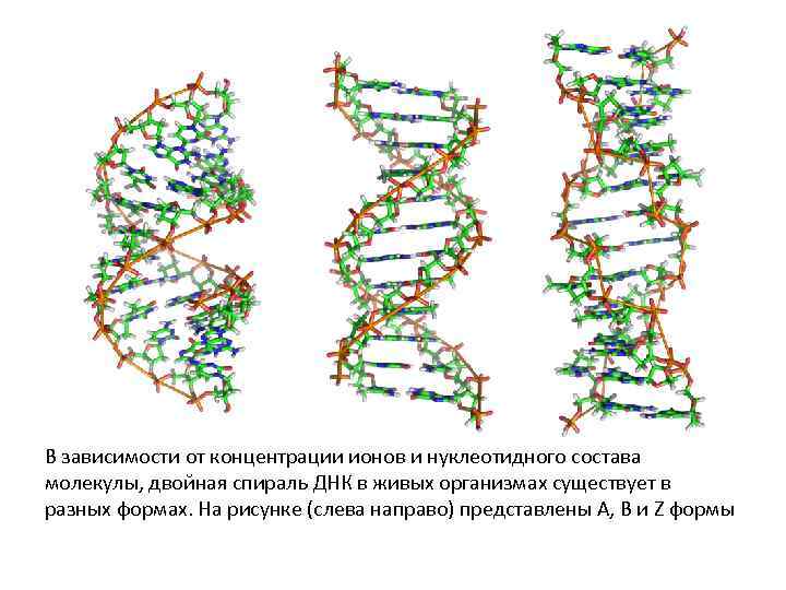 В зависимости от концентрации ионов и нуклеотидного состава молекулы, двойная спираль ДНК в живых