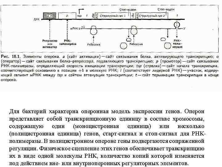 Для бактерий характерна оперонная модель экспрессии генов. Оперон представляет собой транскрипционную единицу в составе