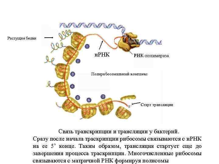 Растущие белки и. РНК-полимераза Полирибосомальный комплекс Старт трансляции Связь транскрипции и трансляции у бактерий.