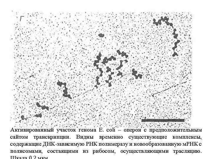 Активированный участок генома E. coli – оперон с предположительным сайтом транскрипции. Видны временно существующие