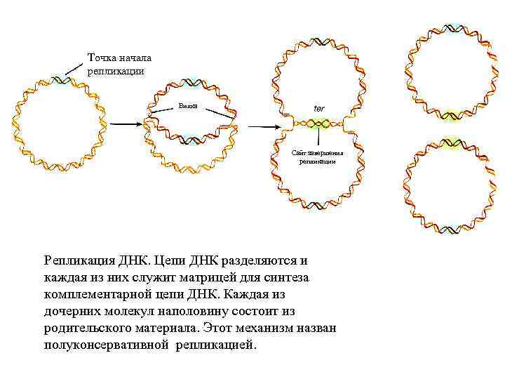 Точка начала репликации Вилка Сайт завершения репликации Репликация ДНК. Цепи ДНК разделяются и каждая