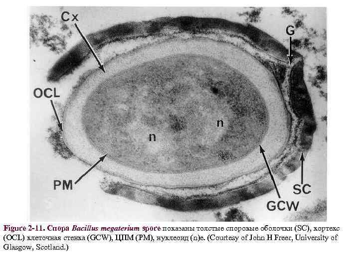 Figure 2 -11. Спора Bacillus megaterium spore показаны толстые споровые оболочки (SC), кортекс (OCL)